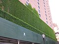 Boston ivy covering the exterior of an apartment building near Kips Bay, Manhattan