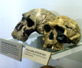 Homonid skulls.