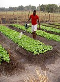 A Boston lettuce plantation in northern Central African Republic