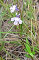 Lobelia kalmii (en)