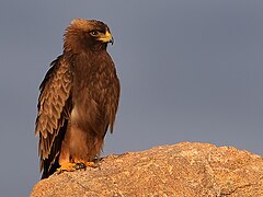 Rapace vu de trois-quarts posé sur un roché.