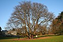 Un platane remarquable et le jardin d'hiver du parc de Mariemont.