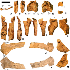 Martharaptor greenriverensis