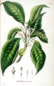 An illustration as depicted in Flora Javae; Magnolia × alba was first classified as Michelia Longifolia [sic] (BLUME, 1829)