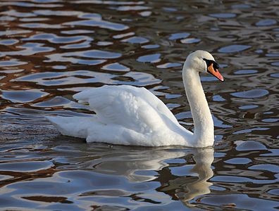 Mute swan, by Geni