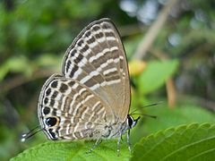 Nacaduba angusta