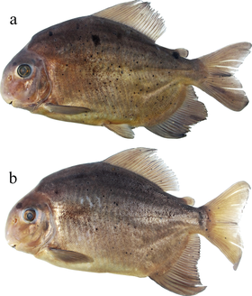 Adultos de pacus-capivara de Volta Grande do Xingu: GEA 1973, (a) macho, 202,7 milímetros SL; (b) fêmea, 168,5 milímetros SL