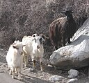 cabras pashmina changthangi en Ladakh