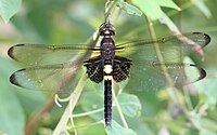 ♀