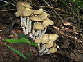 Image 38Psilocybe zapotecorum, a hallucinogenic mushroom (from Mushroom)