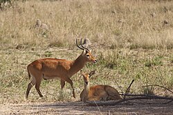 Male and female Kobus vardonii, Kafue National Park, Zambia