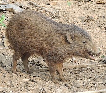 Sanglier nain (Porcula salvania).