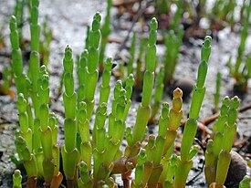 Солерос (Salicornia)