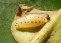 Pupa