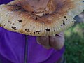 Russula foetens