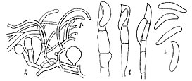 Иллюстрация Э. А. Берта к описанию Septobasidium pseudopedicellatum. h — гифы гимения с парафизами, b — септированные базидии, s — споры