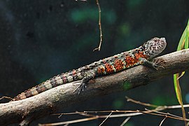 Lézard crocodile de Chine (Shinisaurus crocodilurus)