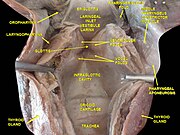 Larynx, pharynx and tongue. Deep dissection. Posterior view.