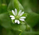 Stellaria media