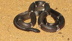 Description de l'image The Ceylon krait or Sri Lankan krait (Bungarus ceylonicus) is a species of venomous snake endemic to the island Sri Lanka.jpg.