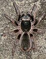 Acanthoscurria antillensis seen at night resting on a flat rock, after rain, at 2,000 feet on the island of Nevis, West Indies