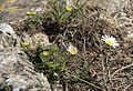 Tripleurospermum caucasicum