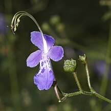 T. divaricata, cvijet i plod