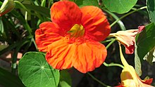 A hybrid nasturtium (گل لادن) showing nectar spur, found mainly in بخش هاردوی