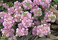 V. halophila in the Royal Botanic Gardens, Cranbourne