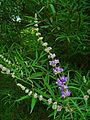 The inflorescence of Vitex agnus-castus has branches, each of which is a thyrse