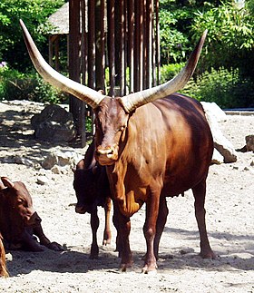 Vache watusi et veaux au zoo de Duisbourg.