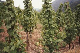 Vigne allemande sur échalas.