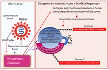 антигены «ЭпиВакКороны-Н»