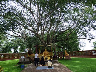 Temple de Sri Mahat Phot (en), Prachinburi, Thaïlande: un arbre d'environ 2000 ans,