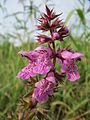 Stachys palustris (Tribù Stachydeae)