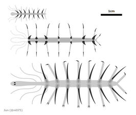 Hallucigenia spp. ハルシジニア（ハルキゲニア）