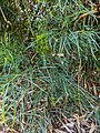 A. salicina foliage, Richmond River, Ballina, New South Wales.