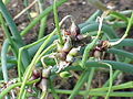 "Tree onions" form clusters of small bulbs instead of flowers