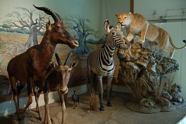 Muséum d'histoire naturelle.