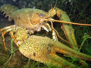 Description de l'image Astacus leptodactylus Blausteinsee 05.jpg.