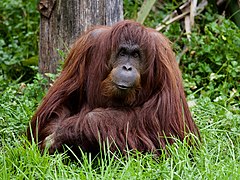 Borneo-Orang-Utan (Pongo pygmaeus)