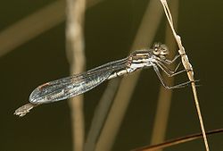 Slender Ringtail damselfly