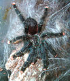 Avicularia metallica