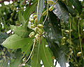 fruits in Kolkata, West Bengal, India.