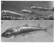 Juvenile salmon freeze branded with "BCF" (top) and "UV" (below)