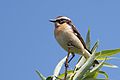 Траварка (Saxicola rubetra)