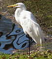 Great Egret