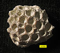 Tabulate coral Calapoecia huronensis Billings, 1865; Waynesville Formation, Upper Ordovician, Caesar Creek, Ohio.