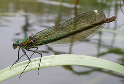 Calopteryx splendens