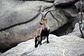 An Iberian ibex in the Sierra de Guadarrama